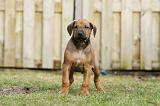 RODESIAN RIDGEBACK 235